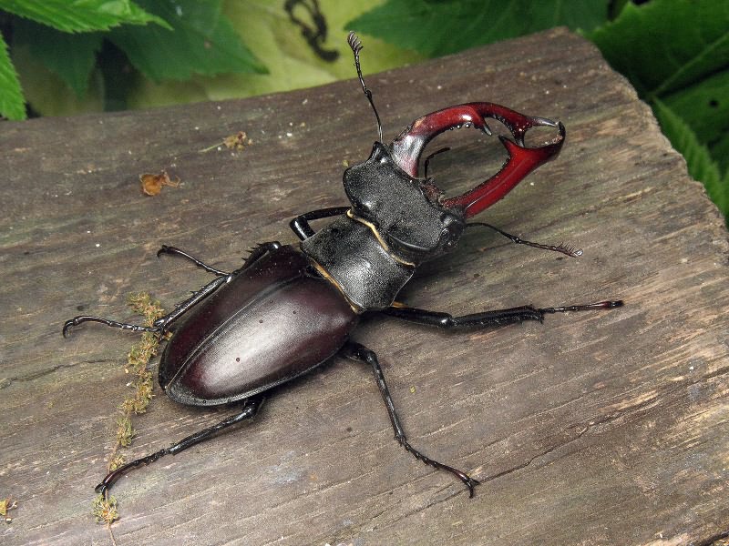 Lucanus cervus (Linnaeus, 1758)